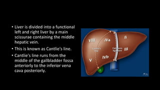 • Liver is divided into a functional
left and right liver by a main
scissurae containing the middle
hepatic vein.
• This is known as Cantlie's line.
• Cantlie's line runs from the
middle of the gallbladder fossa
anteriorly to the inferior vena
cava posteriorly.
 