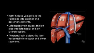 • Right hepatic vein divides the
right lobe into anterior and
posterior segments.
• Left hepatic vein divides the left
lobe into left medial and left
lateral sections.
• The portal vein divides the liver
horizontally into upper and lower
segments.
 