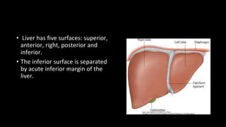 • Liver has five surfaces: superior,
anterior, right, posterior and
inferior.
• The inferior surface is separated
by acute inferior margin of the
liver.
 