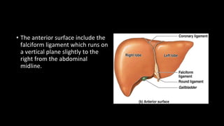 • The anterior surface include the
falciform ligament which runs on
a vertical plane slightly to the
right from the abdominal
midline.midline
 