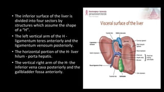 • The inferior surface of the liver is
divided into four sectors by
structures which assume the shape
of a “H”.
• The left vertical arm of the H -
ligamentum teres anteriorly and the
ligamentum venosum posteriorly.
• The horizontal portion of the H- liver
hilum - porta hepatis.
• The vertical right arm of the H- the
inferior vena cava posteriorly and the
gallbladder fossa anteriorly.
 