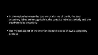 • In the region between the two vertical arms of the H, the two
accessory lobes are recognisable, the caudate lobe posteriorly and the
quadrate lobe anteriorly
• The medial aspect of the inferior caudate lobe is known as papillary
process
 