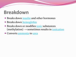 Breakdown
 Breaks down insulin and other hormones
 Breaks down hemoglobin
 Breaks down or modifies toxic substances
(methylation) → sometimes results in toxication
 Converts ammonia to urea
 