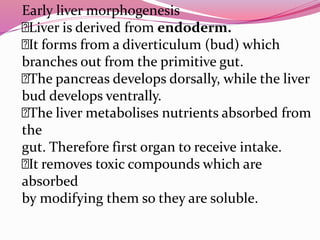 Early liver morphogenesis
􀁛Liver is derived from endoderm.
􀁛It forms from a diverticulum (bud) which
branches out from the primitive gut.
􀁛The pancreas develops dorsally, while the liver
bud develops ventrally.
􀁛The liver metabolises nutrients absorbed from
the
gut. Therefore first organ to receive intake.
􀁛It removes toxic compounds which are
absorbed
by modifying them so they are soluble.
 