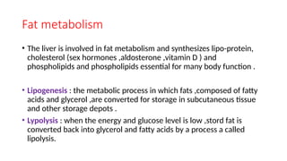 LIVER DIGESTIVE SYSTEM role of liver in digestive system | PPTX