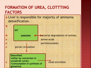  Liver is responsible for majority of ammonia
detoxification.

 bacterial degradation of amines.
 amino acids
 purines(urease)
 portal circulation
 renal excretion
GIT
AMMONIA
Detoxified
•either by conversion in
urea(kreb cycle).
•Comsumption in synthesis of
glutamine
 