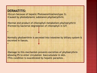 DERMATITIS:
•Occurs because of hepatic Photosensitization(type 3).
•Caused by photodynamic substance-phylloerythrin.
•Normal end product of chlorophyll metabolism-phylloerythrin
•Formed by bacterial degredation of chlorophyll in GIT.
•
Normally phylloerthrin is secreted into intestine by billiary system &
excreted in faeces.
•
•Damage to this mechanism prevents excretion of phylloerythrin
allowing PS to enter circulation &accumulate in skin.
•This condition is exacebrated by hepatic parasites..
 