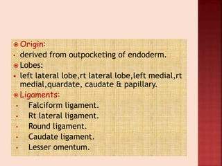  Origin:
• derived from outpocketing of endoderm.
 Lobes:
 left lateral lobe,rt lateral lobe,left medial,rt
medial,quardate, caudate & papillary.
 Ligaments:
• Falciform ligament.
• Rt lateral ligament.
• Round ligament.
• Caudate ligament.
• Lesser omentum.
 