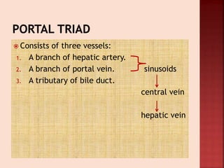 Consists of three vessels:
1. A branch of hepatic artery.
2. A branch of portal vein. sinusoids
3. A tributary of bile duct.
central vein
hepatic vein
 