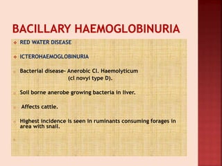  RED WATER DISEASE
 ICTEROHAEMOGLOBINURIA
o Bacterial disease- Anerobic Cl. Haemolyticum
(cl novyi type D).
o Soil borne anerobe growing bacteria in liver.
o Affects cattle.
o Highest incidence is seen in ruminants consuming forages in
area with snail.
o
 