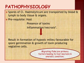  Spores of Cl. Haemolyticum are transported by blood &
lymph to body tissue & organs.
 Pre-requisite: Host
Presence of toxins
Inflammation/necrosis*.
Result in formation of hypoxic milieu favourable for
spore germination & growth of toxin producing
vegtative cells.
Migrating fluke are primary
factors leading to liver necrosis &
anerobic condition.
 