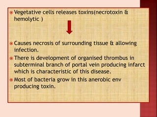  Vegetative cells releases toxins(necrotoxin &
hemolytic )
 Causes necrosis of surrounding tissue & allowing
infection.
 There is development of organised thrombus in
subterminal branch of portal vein producing infarct
which is characteristic of this disease.
 Most of bacteria grow in this anerobic env
producing toxin.
 