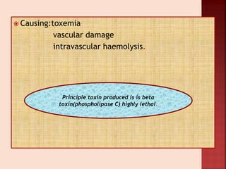  Causing:toxemia
vascular damage
intravascular haemolysis.
Principle toxin produced is is beta
toxin(phospholipase C) highly lethal.
 