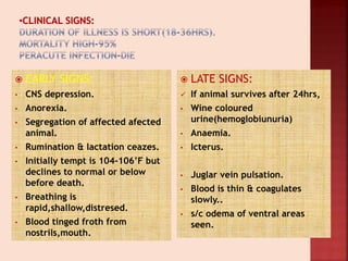 EARLY SIGNS:
• CNS depression.
• Anorexia.
• Segregation of affected afected
animal.
• Rumination & lactation ceazes.
• Initially tempt is 104-106’F but
declines to normal or below
before death.
• Breathing is
rapid,shallow,distresed.
• Blood tinged froth from
nostrils,mouth.
 LATE SIGNS:
 If animal survives after 24hrs,
• Wine coloured
urine(hemoglobiunuria)
• Anaemia.
• Icterus.
• Juglar vein pulsation.
• Blood is thin & coagulates
slowly..
• s/c odema of ventral areas
seen.
 
