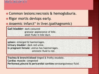  Common lesions:necrosis & hemogloburia.
 Rigor mortis devlops early.
 Anaemic infarct* in liver.(pathagnomic)
Gall bladder: dark coloured
granular appearance of bile.
adult fluke in bile duct.
spleen: enlarged & haemorrages.
Urinary bladder: dark red urine.
In pregnant female: uterus has haemorrages.
amniotic fluid is red.
Trachea & bronchi:blood tinged & frothy exudate.
Cardiac muscle: congested
Peritoneal,pleural & pericardial cavities:serosanguineous fluid.
 