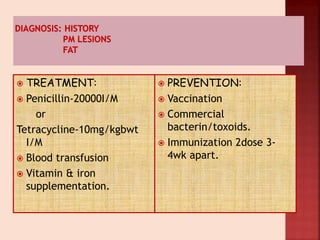 TREATMENT:
 Penicillin-20000I/M
or
Tetracycline-10mg/kgbwt
I/M
 Blood transfusion
 Vitamin & iron
supplementation.
 PREVENTION:
 Vaccination
 Commercial
bacterin/toxoids.
 Immunization 2dose 3-
4wk apart.
 