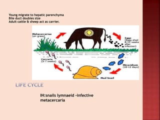 Young migrate to hepatic parenchyma
Bile duct doubles size
Adult cattle & sheep act as carrier.
IH:snails lymnaeid –infective
metacercaria
 