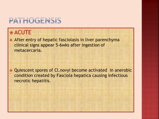  ACUTE
 After entry of hepatic fasciolasis in liver parenchyma
clinical signs appear 5-6wks after ingestion of
metacercaria.
 Quiescent spores of Cl.novyi become activated in anerobic
condition created by Fasciola hepatica causing infectious
necrotic hepatitis.
 