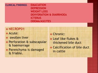  NECROPSY:
 Acute:
 swollen liver
 Perforation & subscapular
& haemorrage
 Parenchyma is damaged
& friable.
 Chronic:
 Leaf like flukes &
thickened bile duct
 Calcification of bile duct
in cattle
 