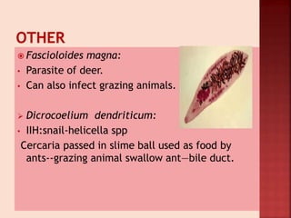  Fascioloides magna:
• Parasite of deer.
• Can also infect grazing animals.
 Dicrocoelium dendriticum:
• IIH:snail-helicella spp
Cercaria passed in slime ball used as food by
ants--grazing animal swallow ant—bile duct.
 