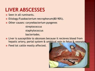  Seen in all ruminants.
 Etiology:Fusobacterium necrophorum(80-90%).
 Other causes: corynebacterium pyogenes
streptococcus
staphylococcus
bacteriodes.
 Liver is susceptible to abcesses because it recieves blood from
hepatic artery, portal system & umblical vein in fetus & neonates.
 Feed lot cattle mostly affected.
 