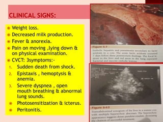  Weight loss.
 Decreased milk production.
 Fever & anorexia.
 Pain on moving ,lying down &
on physical examination.
 CVCT: 3symptoms:-
1. Sudden death from shock.
2. Epistaxis , hemoptysis &
anemia.
3. Severe dyspnea , open
mouth breathing & abnormal
lung sounds.
 Photosensitization & icterus.
 Peritonitis.
 