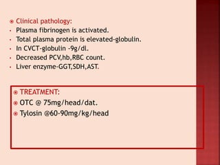  Clinical pathology:
• Plasma fibrinogen is activated.
• Total plasma protein is elevated-globulin.
• In CVCT-globulin -9g/dl.
• Decreased PCV,hb,RBC count.
• Liver enzyme-GGT,SDH,AST.
 TREATMENT:
 OTC @ 75mg/head/dat.
 Tylosin @60-90mg/kg/head
 