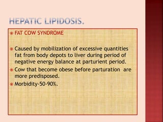  FAT COW SYNDROME
 Caused by mobilization of excessive quantities
fat from body depots to liver during period of
negative energy balance at parturient period.
 Cow that become obese before parturation are
more predisposed.
 Morbidity-50-90%.
 