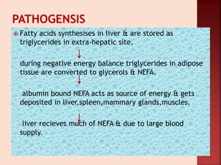  Fatty acids synthesises in liver & are stored as
triglycerides in extra-hepatic site.
during negative energy balance triglycerides in adipose
tissue are converted to glycerols & NEFA.
albumin bound NEFA acts as source of energy & gets
deposited in liver,spleen,mammary glands,muscles.
liver recieves much of NEFA & due to large blood
supply.
 