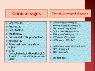 Clinical signs Clinical pathology & diagnosis
 Depression.
 Anorexia.
 Deblitation.
 Weakness.
 Decreased milk production
 ketonuria.
 Affected cow may show
signs:
 Milk
fever,ketosis,indigestion,LD
A,metritis,mastitis,salmonel
losis.
 Glucose:below 40mg/dl
 Ketone bodies:80-100mg/dl
 FFA: above 7mg/100ml
 OCT:above 200sigma U/ml
 SDH:above 500 sigma U/l
 AST:above 100 units/l
 NEFA:more 1000mEq/l
 Leukopenia denerative left shift
 PCV -.increased
 BUN- increased
 BSP test done
 