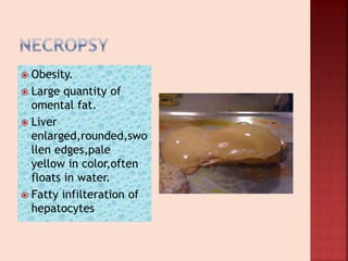  Obesity.
 Large quantity of
omental fat.
 Liver
enlarged,rounded,swo
llen edges,pale
yellow in color,often
floats in water.
 Fatty infilteration of
hepatocytes
 