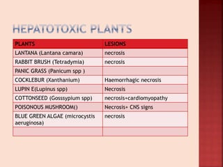 PLANTS LESIONS
LANTANA (Lantana camara) necrosis
RABBIT BRUSH (Tetradymia) necrosis
PANIC GRASS (Panicum spp )
COCKLEBUR (Xanthanium) Haemorrhagic necrosis
LUPIN E(Lupinus spp) Necrosis
COTTONSEED (Gosssypium spp) necrosis+cardiomyopathy
POISONOUS MUSHROOM() Necrosis+ CNS signs
BLUE GREEN ALGAE (microcystis
aeruginosa)
necrosis
 