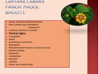  Causes secondary photosensitization.
 Plant contains toxin:lantadene A
 lantadene B
 Incidence maximum in summer.
 Clinical signs:
 Constipation
 Ataxia
 Incordination movements
 Photophobic
 Photosenstization-fissures on muzzle,ear tips
 Erythema,odema
 Depressed
 rumenpstasis
 Anorectic
 Jaundice.
 Faeces may contain blood.
 