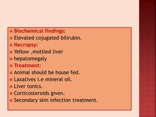  Biochemical findings:
 Elevated cojugated bilirubin.
 Necropsy:
 Yellow ,mottled liver
 hepatomegaly
 Treatment:
 Animal should be house fed.
 Laxatives i.e mineral oil.
 Liver tonics.
 Corticosteroids given.
 Secondary skin infection treatment.
 