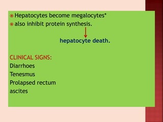  Hepatocytes become megalocytes*
 also inhibit protein synthesis.
hepatocyte death.
CLINICAL SIGNS:
Diarrhoes
Tenesmus
Prolapsed rectum
ascites
 