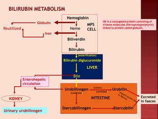 Hemoglobin
Heme
Biliverdin
Bilirubin
MPS
CELL
Globulin
Iron
Reutilized
Bilirubin diglucuronide
Bile
LIVER
Urobilinogen
Stercobilinogen
Urobilin
Stercobilin
Excreted
in faeces
INTESTINE
Enterohepatic
circulation
Urinary urobilinogen
KIDNEY
Hb is a conjugated protein consisting of
4 heme molecules (Ferroprotoporphyrin)
linked to protein called globulin.
(esterification)
(colorless)
(colon)
(oxidized)
 