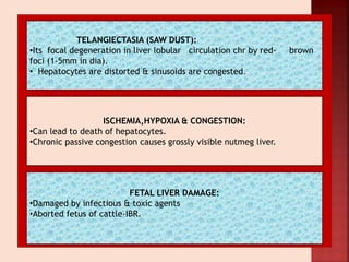 TELANGIECTASIA (SAW DUST):
•Its focal degeneration in liver lobular circulation chr by red- brown
foci (1-5mm in dia).
• Hepatocytes are distorted & sinusoids are congested.
ISCHEMIA,HYPOXIA & CONGESTION:
•Can lead to death of hepatocytes.
•Chronic passive congestion causes grossly visible nutmeg liver.
FETAL LIVER DAMAGE:
•Damaged by infectious & toxic agents
•Aborted fetus of cattle-IBR.
 