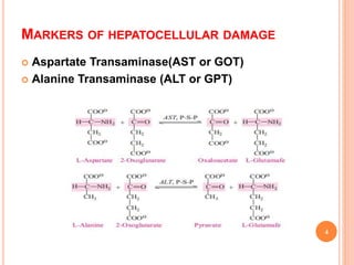 liver enzymes markers.pptx