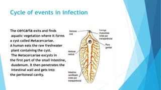 Cycle of events in infection
The cercaria exits and finds
aquatic vegetation where it forms
a cyst called Metacercariae.
A human eats the raw freshwater
plant containing the cyst.
The Metacercariae excysts in
the first part of the small intestine,
duodenum. It then penetrates the
intestinal wall and gets into
the peritoneal cavity.
 