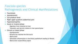 Fasciola species
Pathogenesis and Clinical Manifestations
 Fascioliasis
 Asymptomatic
 Can produce fever
 Right upper quadrant abdominal pain
 Hypereosinophilia
 Acute or invasive phase
 Migration from intestine to liver
 Traumatic and necrotic lesions in liver parenchyma
 Chronic or latent phase
 Asymptomatic
 Parasite has reached the bile ducts
 Obstruction
 Stimulates inflammation in the biliary epithelium leading to fibrosis
 Obstruction causes Biliary sepsis
 