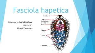 Fasciola hapetica
Presented to:Mrs.Sabiha Fazal
Roll no:329
BS-IV(8th Semester)
 