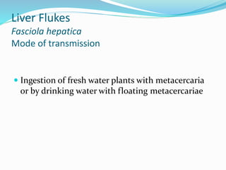Liver flukes | PPT