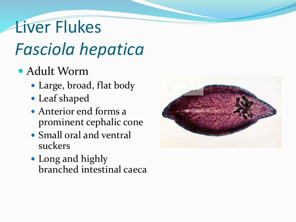 Liver flukes
