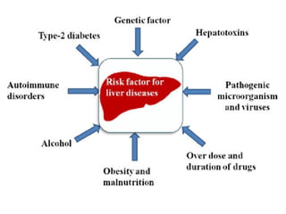 Comprehensive Overview of Liver Function Tests and Their Clinical ...