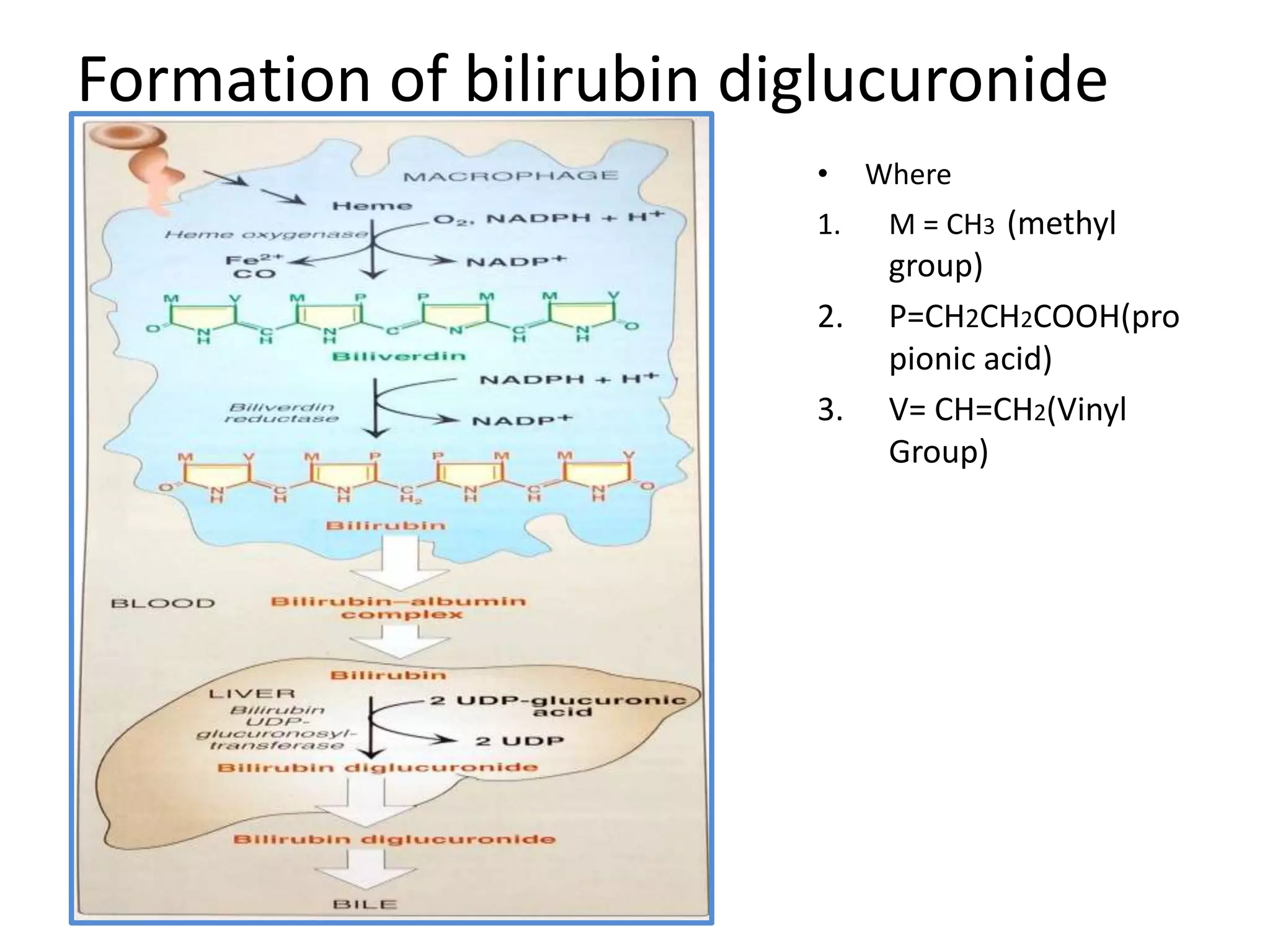 Formation of bilirubin diglucuronide
• Where
1. M = CH3 (methyl
group)
2. P=CH2CH2COOH(pro
pionic acid)
3. V= CH=CH2(Vinyl
Group)
 