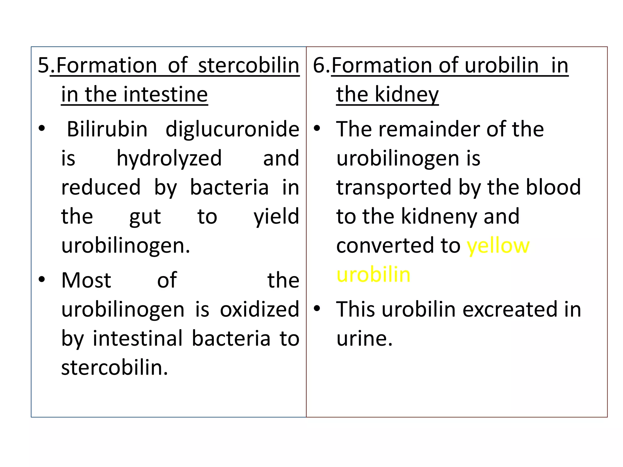 5.Formation of stercobilin
in the intestine
• Bilirubin diglucuronide
is hydrolyzed and
reduced by bacteria in
the gut to yield
urobilinogen.
• Most of the
urobilinogen is oxidized
by intestinal bacteria to
stercobilin.
6.Formation of urobilin in
the kidney
• The remainder of the
urobilinogen is
transported by the blood
to the kidneny and
converted to yellow
urobilin
• This urobilin excreated in
urine.
 
