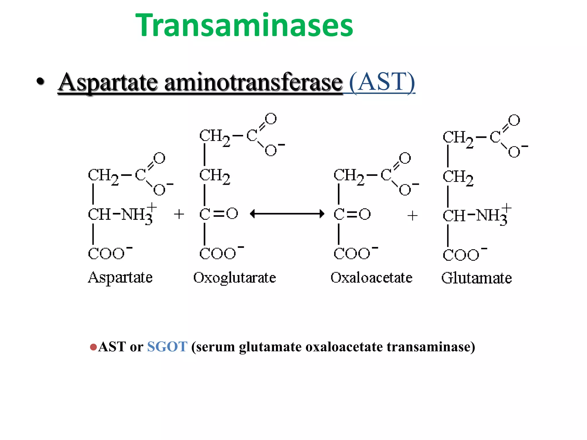 Transaminases
• Aspartate aminotransferase (AST)
AST or SGOT (serum glutamate oxaloacetate transaminase)
 