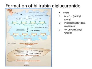 Formation of bilirubin diglucuronide
• Where
1. M = CH3 (methyl
group)
2. P=CH2CH2COOH(pro
pionic acid)
3. V= CH=CH2(Vinyl
Group)
 