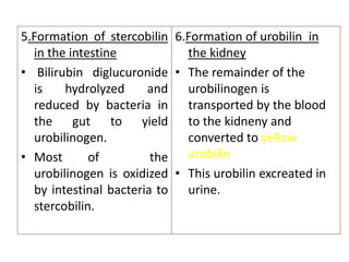 5.Formation of stercobilin
in the intestine
• Bilirubin diglucuronide
is hydrolyzed and
reduced by bacteria in
the gut to yield
urobilinogen.
• Most of the
urobilinogen is oxidized
by intestinal bacteria to
stercobilin.
6.Formation of urobilin in
the kidney
• The remainder of the
urobilinogen is
transported by the blood
to the kidneny and
converted to yellow
urobilin
• This urobilin excreated in
urine.
 