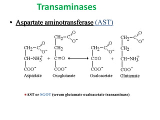 Transaminases
• Aspartate aminotransferase (AST)
AST or SGOT (serum glutamate oxaloacetate transaminase)
 